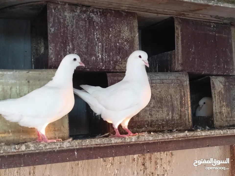 حمام فرنسي للبيع الفرنسي و اللاهور  بايع كوم كامل للاستفسار عنهم