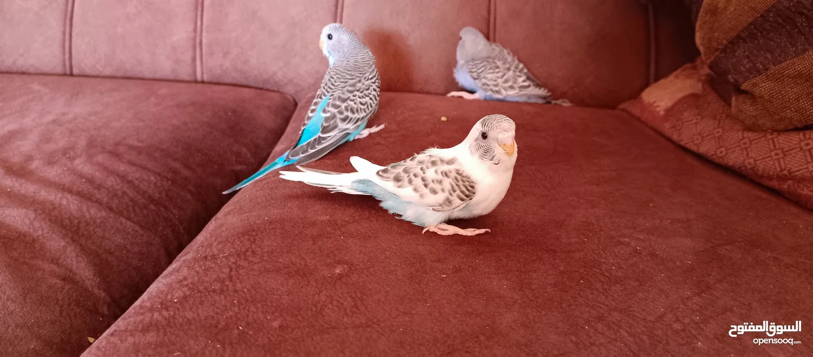 طيور حب نوعيه ممتازه