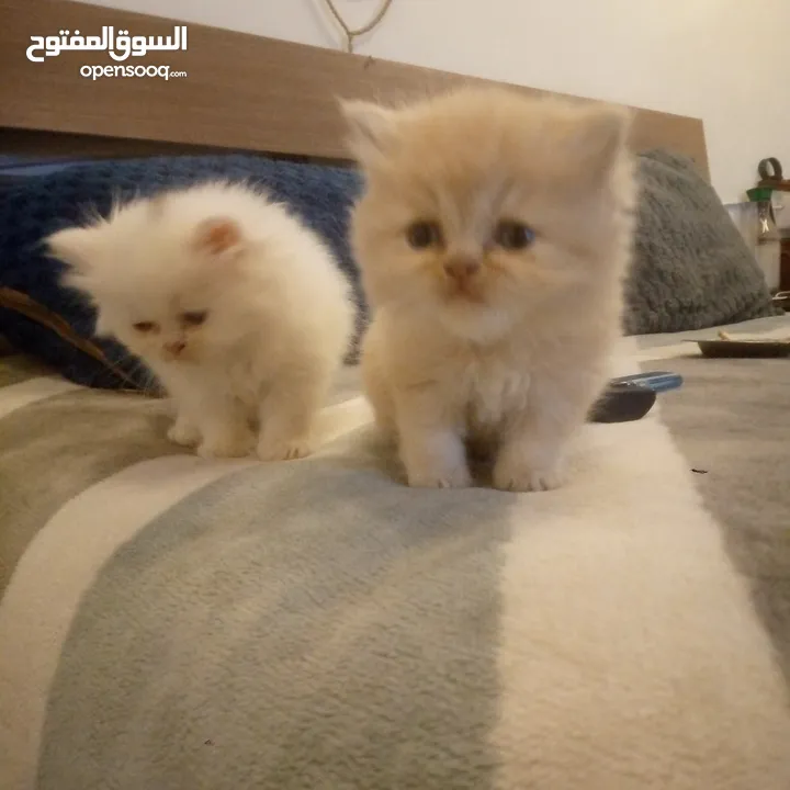 قطط شيرازي للبيع Persian cats for sale