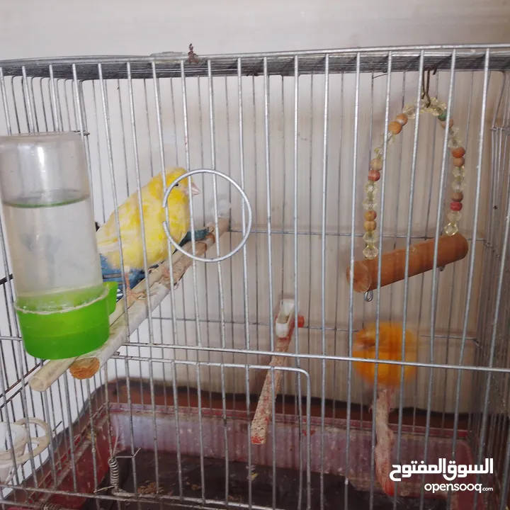 جوز كناري للبيع