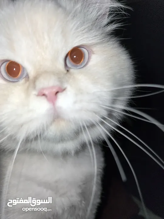 Cats for Adoption