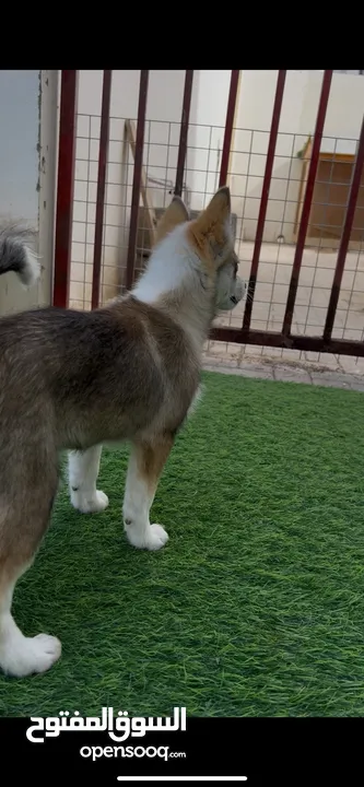 جراوي هاسكي من سايبيريا Husky puppies from Siberia