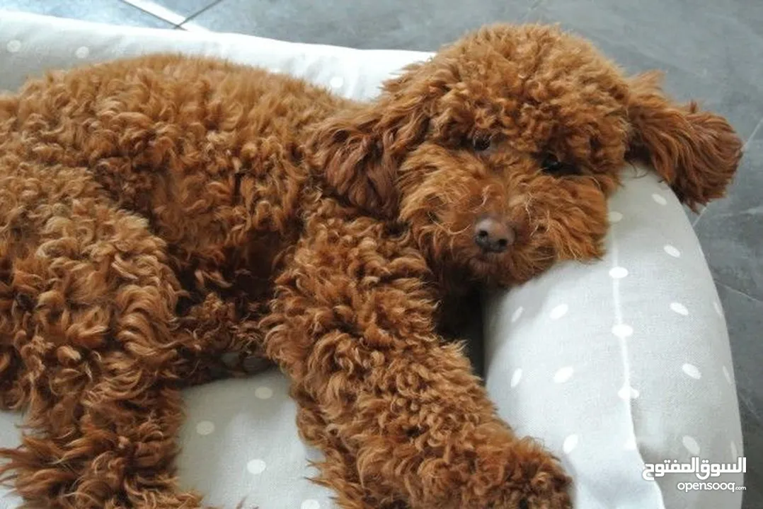 بودل بيور اصلي ذكر للبيع pure toy poodle