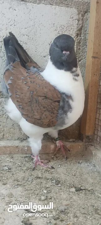 فراخ كنق .