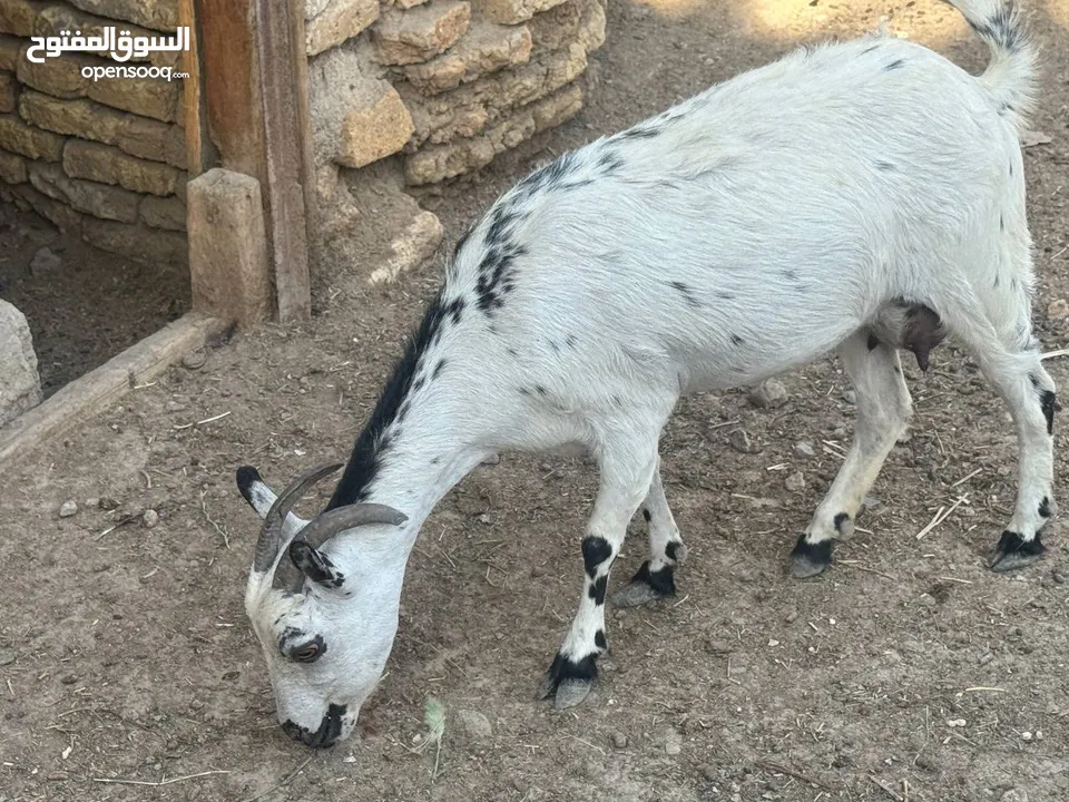 سلام عليكم للبيع صخول قطريات  انثايه 2 وفحل واحد سعر 800 الف العنوان البصره ابو الخصيب