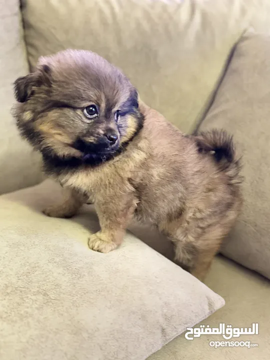 Pomchi puppies