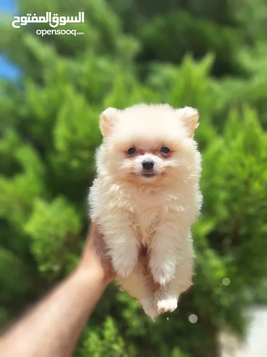 بومارينيان تيكب أصغر حجم مستوى عالي جدا pomeranian t_cup