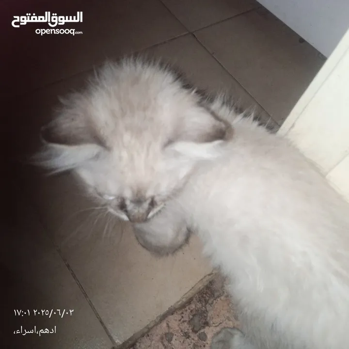 قط هاملاي ذكر للبيع