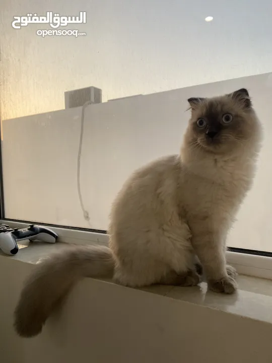 قطة هيمالايا