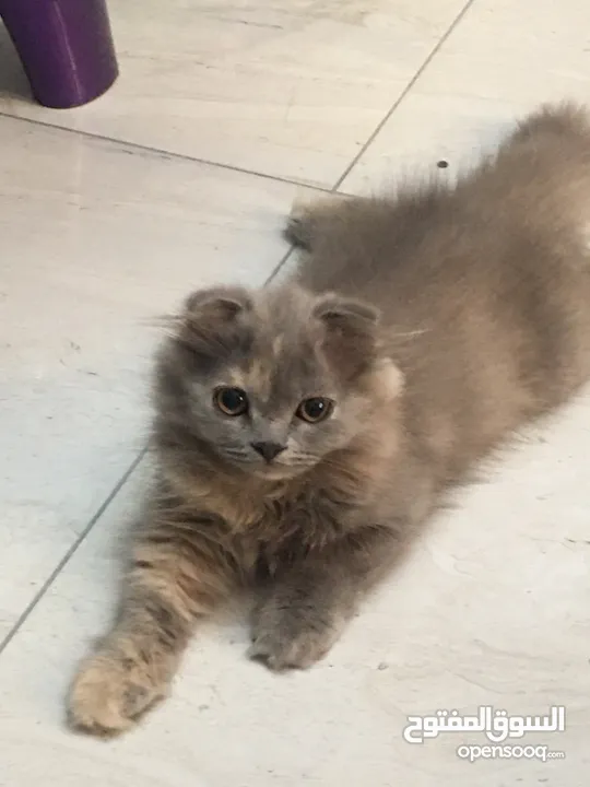Scottish fold and Scottish streat