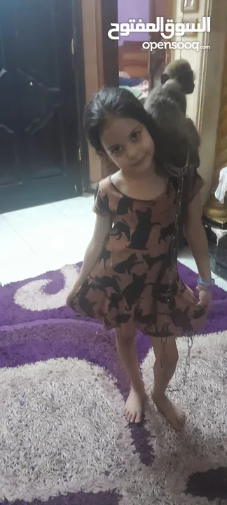نسناس هادي للبيع