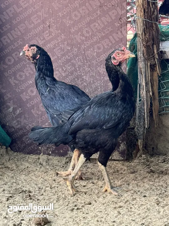 ديك دجاج باكستاني