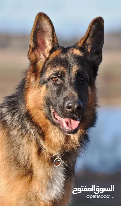 الراعي الألماني: أقوى، أذكى للتدريب العسكري/الحراسة. • الجولدن: ألطف، مناسب للعائلة والأطفال واللعب