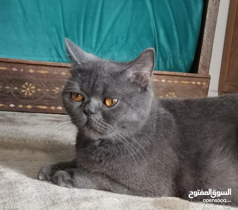 chat British blue pure race