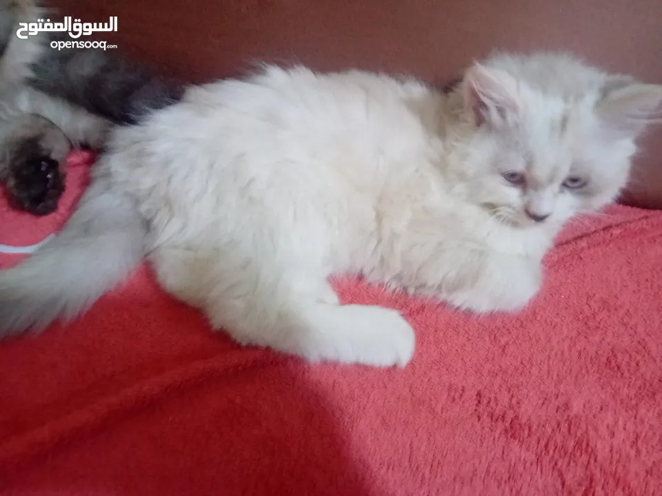 قطه هملايا انثى للبيع عمر شهر و نصف  أكثير و لعوبه حنونه مسليه نظيف جدا متعوده على البوكس مدربه