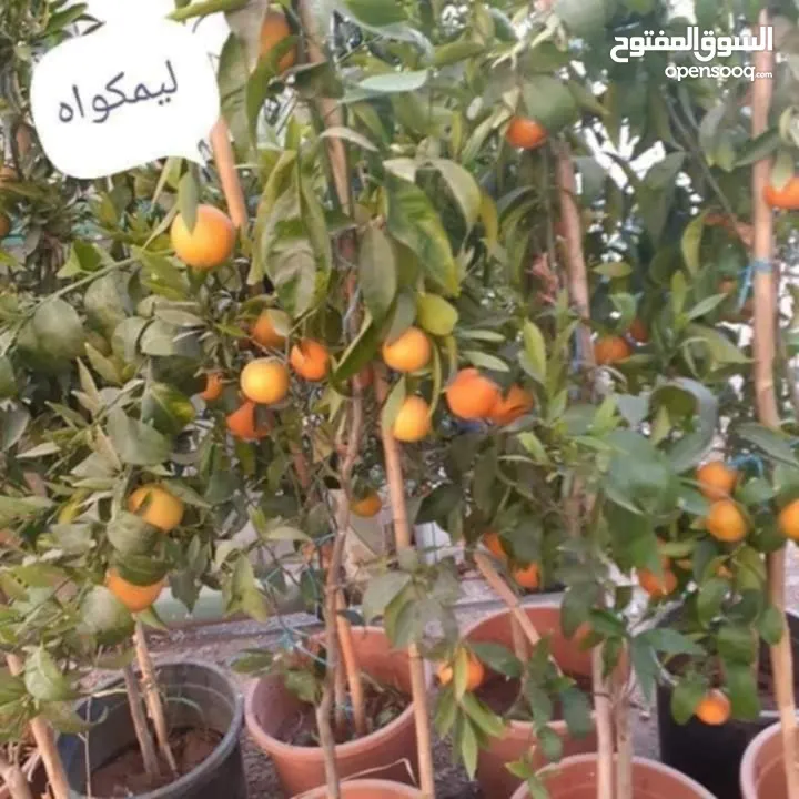 ركن المنزل لخدمات الزراعة العامة وتنسيق الحدائق وصيانتها مع خدمة التوصيل لكافة محافظات المملكة