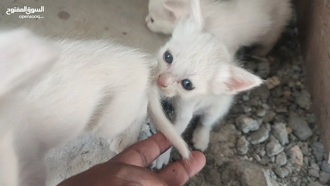 kitten 1month aged