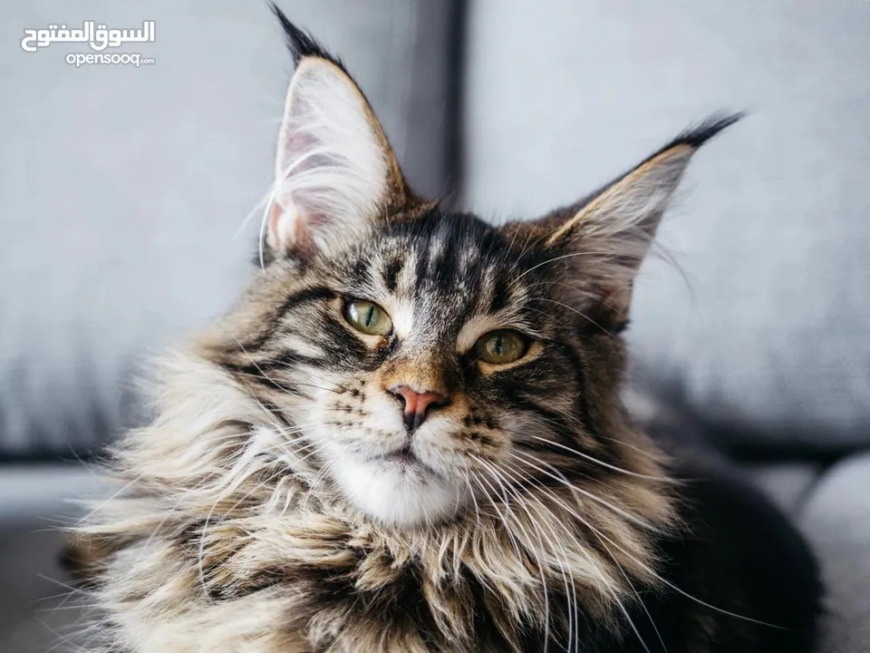 قطط ماين كوون .. بيور ... اصليه