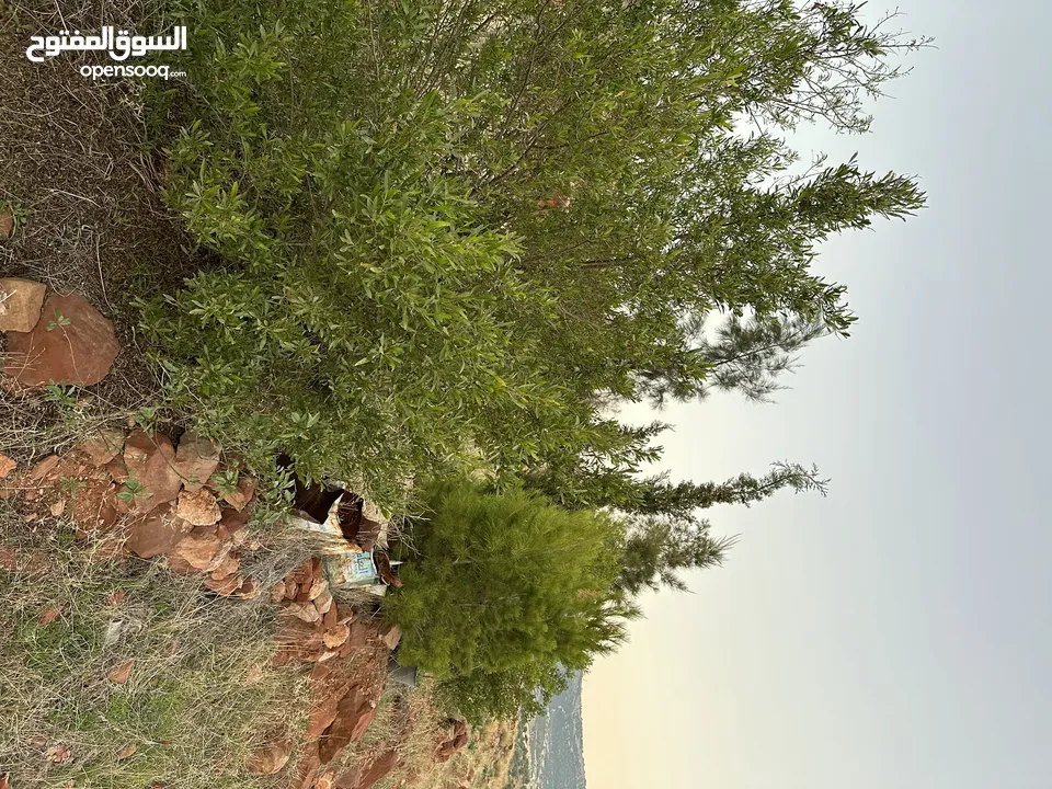 ارض مميزة 3ونص دونم للبيع من المالك مباشرة