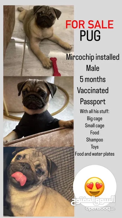 DOG PUG MALE