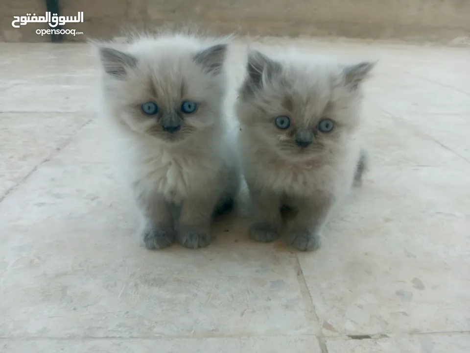 قطط هملايا للبيع ذكر وأنثى العمر شهر ونص لعوبات