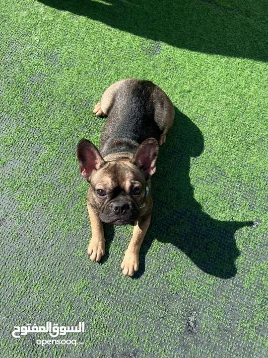 French Bulldog Female