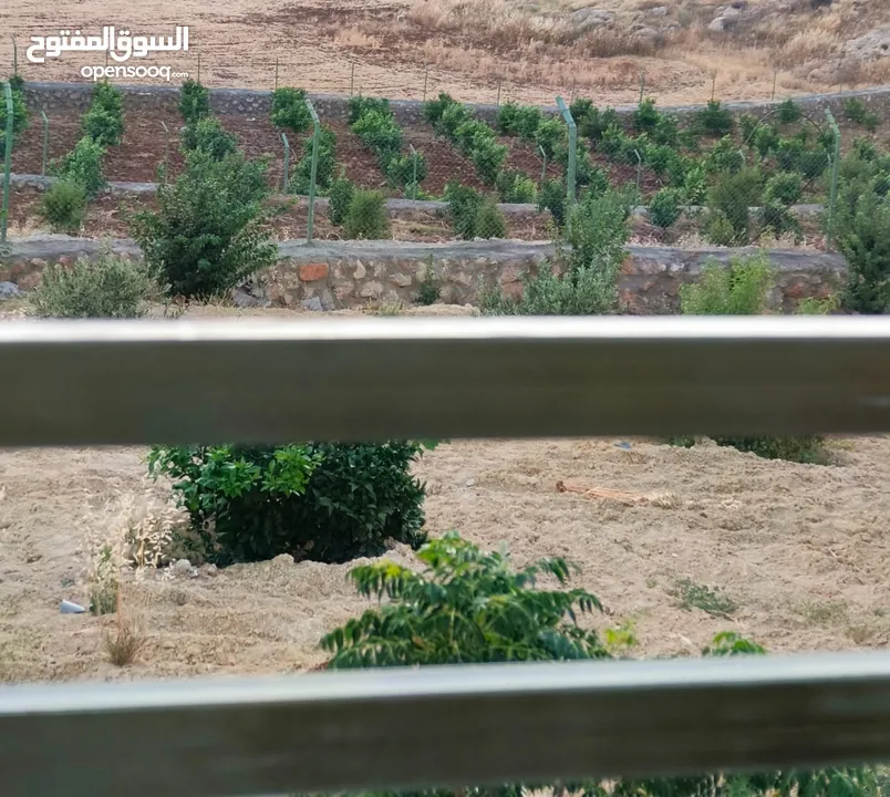 مزرعه اللؤلؤه