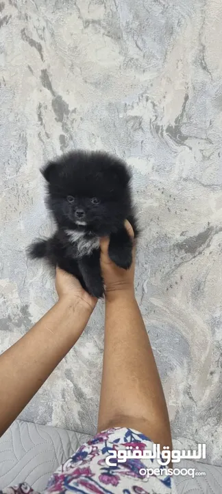 Mini Pomeranian Male puppy