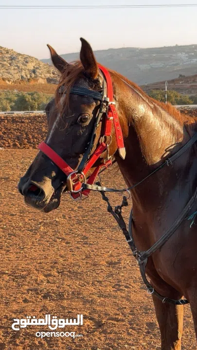 خيل عربي اصيل