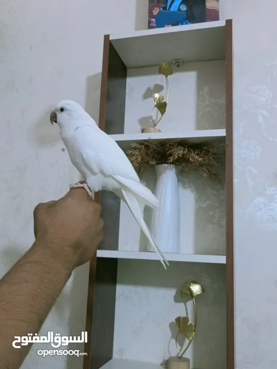 ببغاء كويكر الراهب البينو عين حمرا محجل فحل أليف وبطلع عالايد و متكلم 9 كلمات