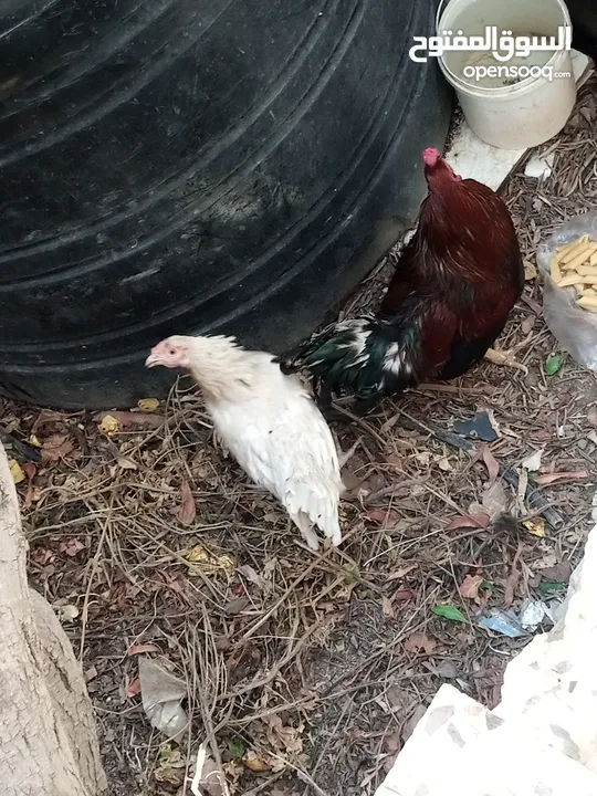 دجاج بلدي تربية بيت صحه ونظافه