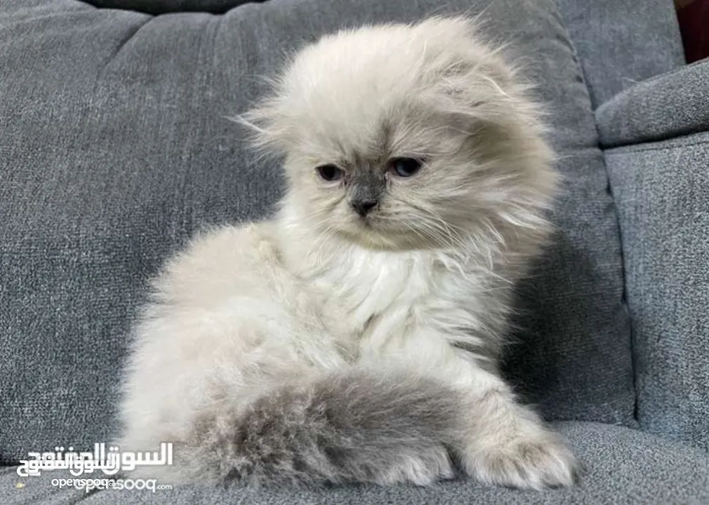 سكوتش فولد و مكس سكوتش فولد x هملايا