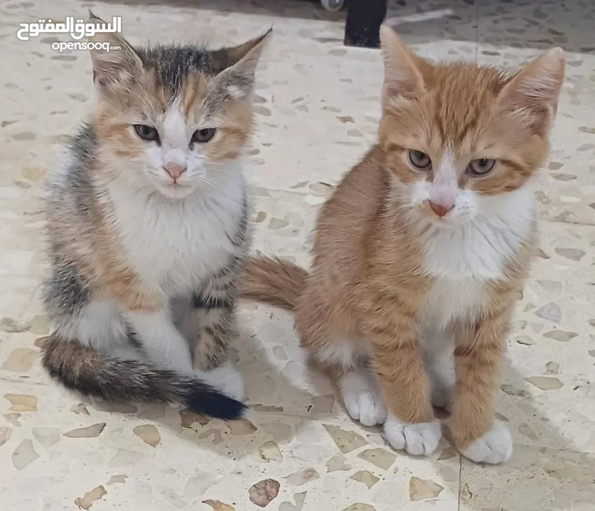 قطط للتبني