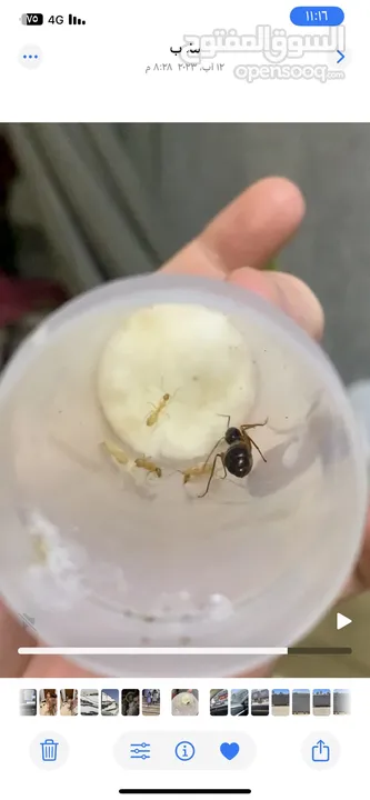 ملكة نمل النجار Carpenter ant queen