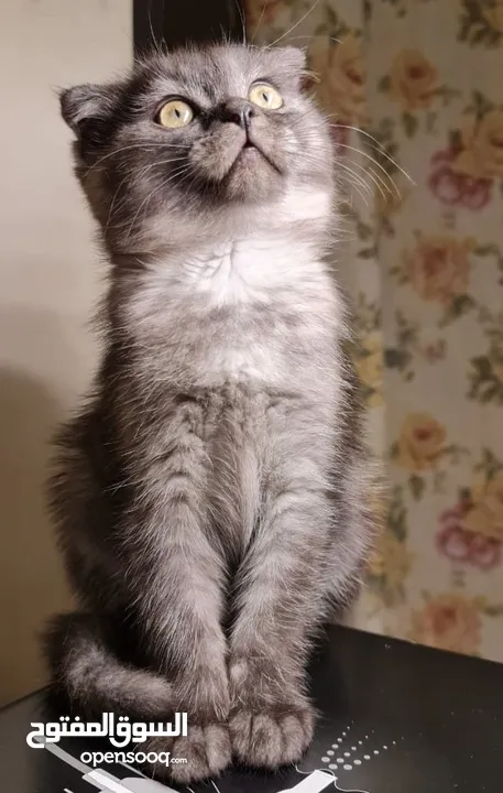 قطط أنثى العمر شهرين.  2 Month Female Kitten