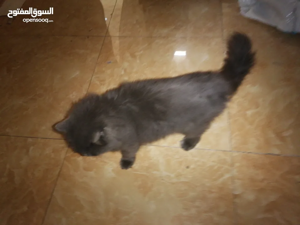 قط شيرازي للبيع العمر 8 اشهر