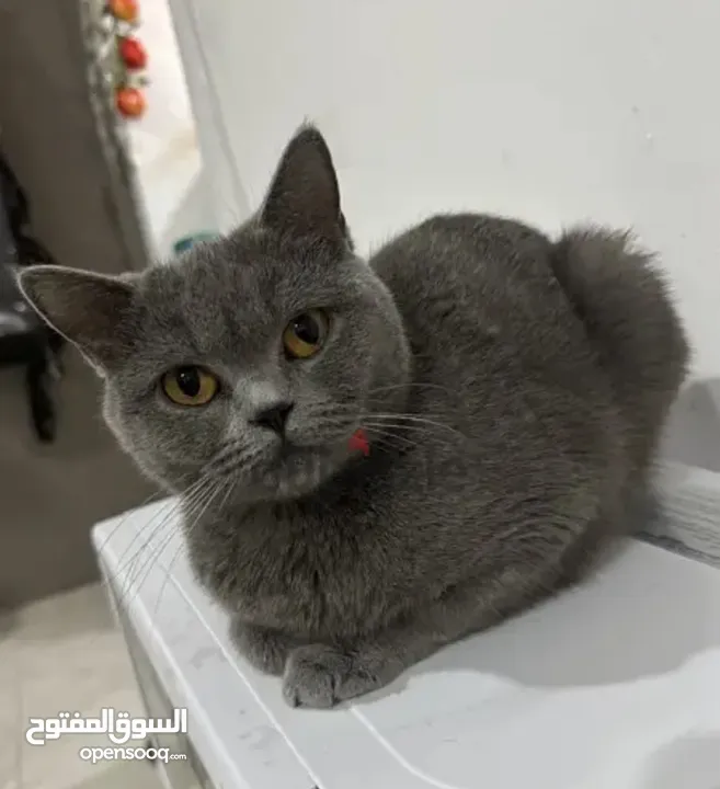 British shorthair