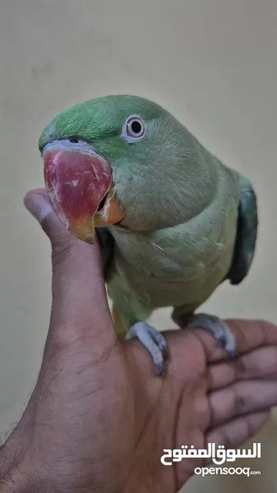 متوة نثية نيبالية أليفة ومتكلمة