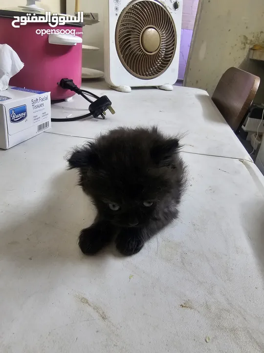 Adorable British Shorthair Kittens Looking for Their Forever Homes – Ready to Join Your Family