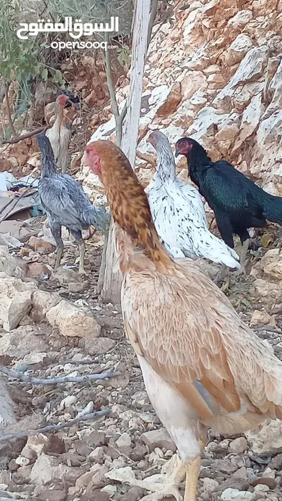 متاح بيض باكستاني خط اول..