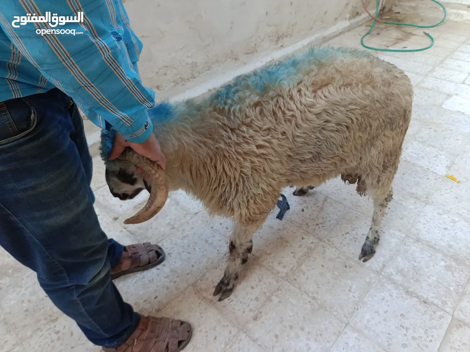 لحام منزلي متنقل لذبح كافة الاضاحي والعقائق والنذور