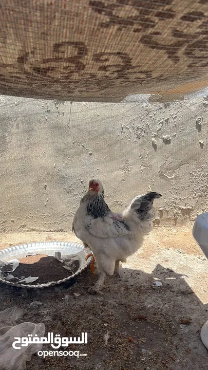 جاجتين براهمه وديك براهمه وصوص بلدي