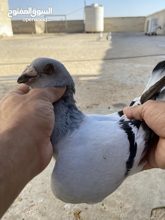 كوم حمام للبيع