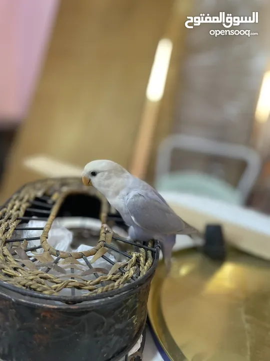 روز طفرة اوبلاين نهدي