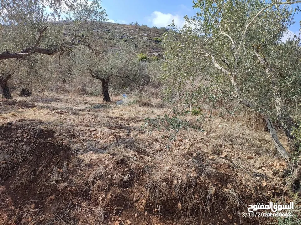 للبيع – قطعة أرض مميزة في أجنسنيا – نابلس