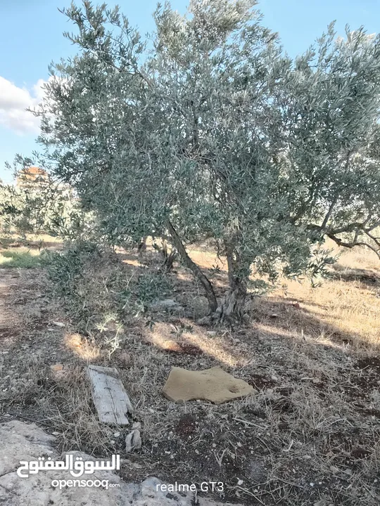 ارض للبيع في زبوبا طريق المطلة