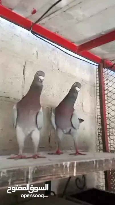 جواز حمام للبيع