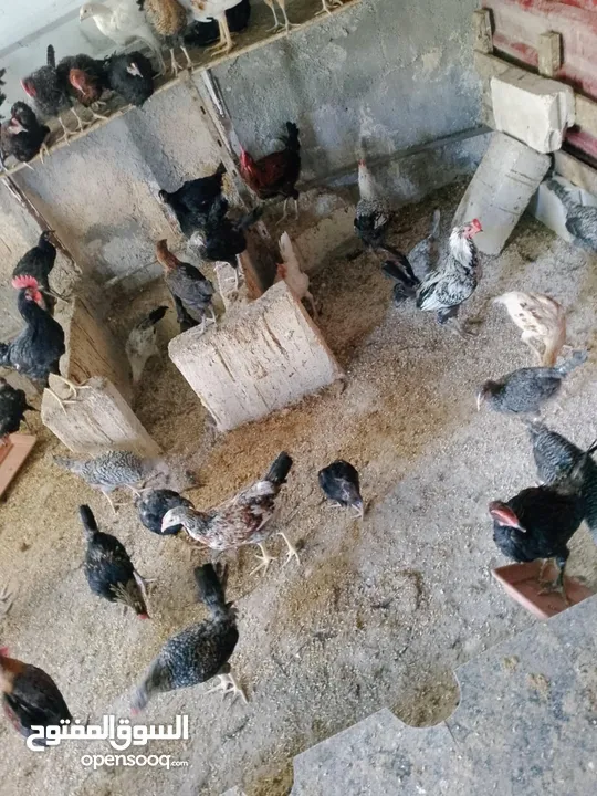 العمر من ثلاثه أشهر ولغايه سته أشهر