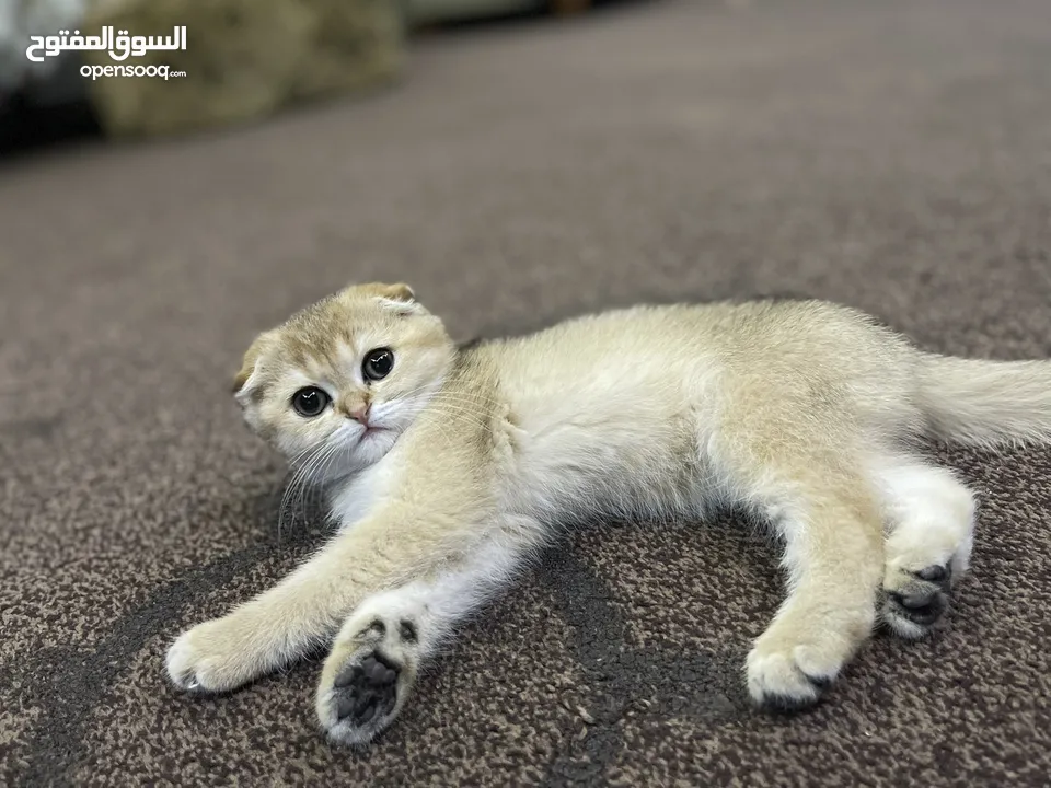 قطة سكوتش فولد للبيع عُمر 60 يوم