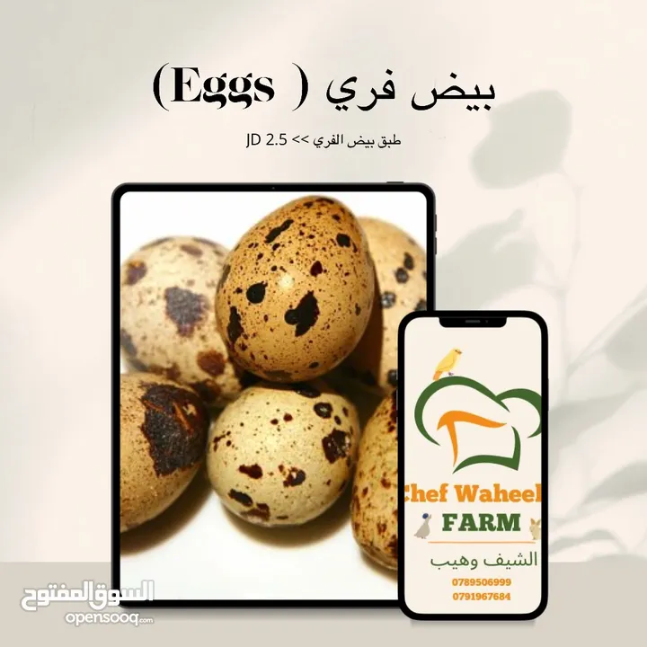 طائر السمان الفري او السلوى